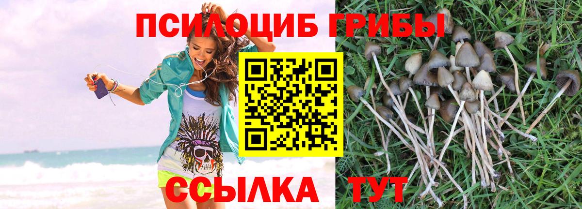 Псилоцибиновые грибы Cubensis Надым